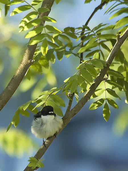 Kirjosieppo, European Pied Flycatcher, Ficedula hypoleuca